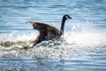 Goose Taking Flight Splash Royalty Free Stock Photo