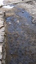 Goose Track In The Sand Royalty Free Stock Photo