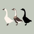 goose vector illustration style Flat silhouette Royalty Free Stock Photo