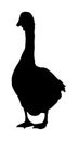 Goose vector silhouette illustration isolated on white background. Royalty Free Stock Photo