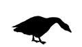 Goose vector silhouette illustration isolated on white background. White goose Royalty Free Stock Photo