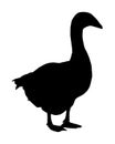 Goose vector silhouette illustration isolated on white background. Royalty Free Stock Photo