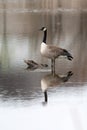 Goose wades in water on a calm water day