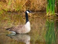 a goose is wading in the water in a marsh Royalty Free Stock Photo