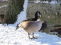 Goose standing in snow covered grounds