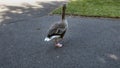 Goose walking away from camera