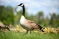 Goose with gosling chicks behind Royalty Free Stock Photo