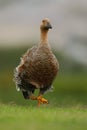 Goose walking in the green grass. Kelp goose, Chloephaga hybrida, is a member of the duck, goose. It can be found in the Southern