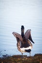 Goose walking on the lake in a park in Helsinki