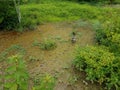 Goose walking in the mud with foot prints Royalty Free Stock Photo