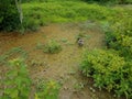 Goose walking in the mud with foot prints Royalty Free Stock Photo