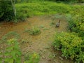 Goose walking in the mud with foot prints Royalty Free Stock Photo