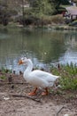 A Goose Walking Next to a Lake Royalty Free Stock Photo