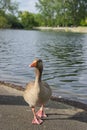 Goose walking in the park in London Royalty Free Stock Photo