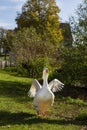 A goose walking on the pasture spreading it`s wings