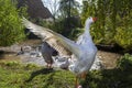 A goose walking on the pasture spreading it`s wings