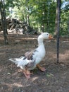 Goose walking Royalty Free Stock Photo