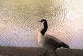 GOOSE WALKING BY THE RIVER