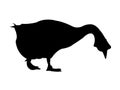 Goose Walking Silhouette on White Background