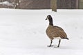 Goose walking in the Snow Royalty Free Stock Photo