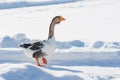 Goose walking in the snow Royalty Free Stock Photo
