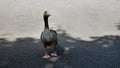 Goose walking to camera