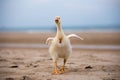 Goose walks along the beach, funny animals
