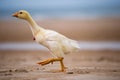 Goose walks along the beach, hand goose, funny animals