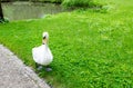 Goose walks in garden
