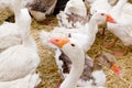 Goose white bird in farmyard head neck