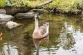 The goose with a Goose with white and brownish fur floating on the surface of the water at a pond surrounded by green grass koi Royalty Free Stock Photo