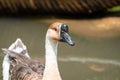 The goose with a Goose with white and brownish fur floating on the surface of the water at a pond surrounded by green grass koi Royalty Free Stock Photo