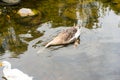 The goose with a Goose with white and brownish fur floating on the surface of the water at a pond surrounded by green grass koi Royalty Free Stock Photo