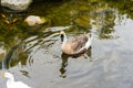 The goose with a Goose with white and brownish fur floating on the surface of the water at a pond surrounded by green grass koi Royalty Free Stock Photo