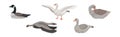 Goose White and Grey Domestic and Wild Birds Vector Set