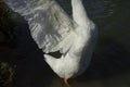 Goose wings. Goose in village on pond. White waterbird feathers