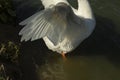 Goose wings. Goose in village on pond. White waterbird feathers