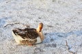 Goose in winter season Royalty Free Stock Photo