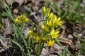 Goose bow or yellow snowdrop