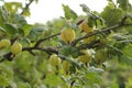 Gooseberries 1