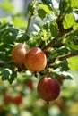 Gooseberries Royalty Free Stock Photo