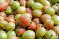 Gooseberries Royalty Free Stock Photo