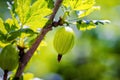 gooseberries .agrus,Branch with berries green Agrus,Group of sweet ripe berries gooseberries,agrus in the garden,hurvest of agrus