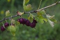 Gooseberries or agrus, Branch with berries purple Agrus,Group of sweet ripe berries gooseberries, agrus in the garden