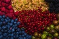 Gooseberries, blueberries, mulberry, raspberries, white and red currants Royalty Free Stock Photo