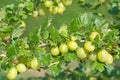 Gooseberries on the bush Royalty Free Stock Photo