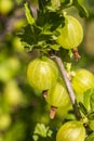 Gooseberries Royalty Free Stock Photo