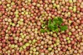 Gooseberries in close up Royalty Free Stock Photo