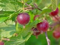Gooseberries in close up Royalty Free Stock Photo