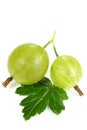 Gooseberries Royalty Free Stock Photo